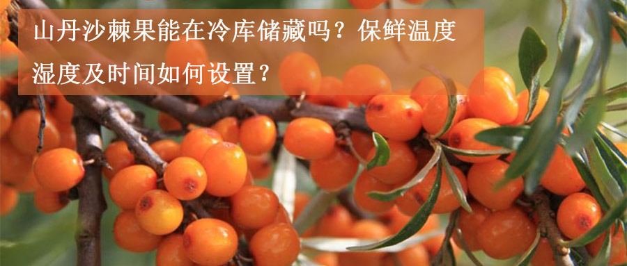 山丹沙棘果冷庫(kù)保鮮溫度、濕度及時(shí)間如何設(shè)置