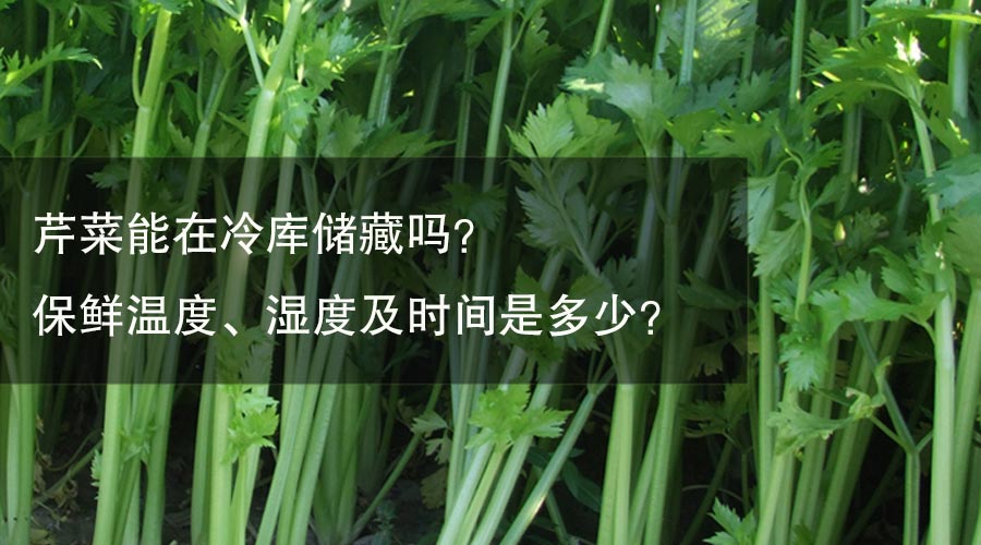 芹菜能在冷庫儲藏嗎？ 保鮮溫度、濕度及時(shí)間是多少？