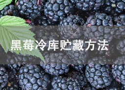 黑莓冷庫貯藏方法介紹！這樣做能保鮮45天不壞！